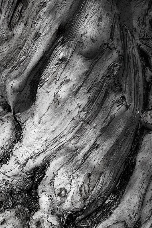 Twisted Bark