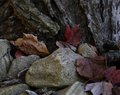 Autumn Rocks (11)