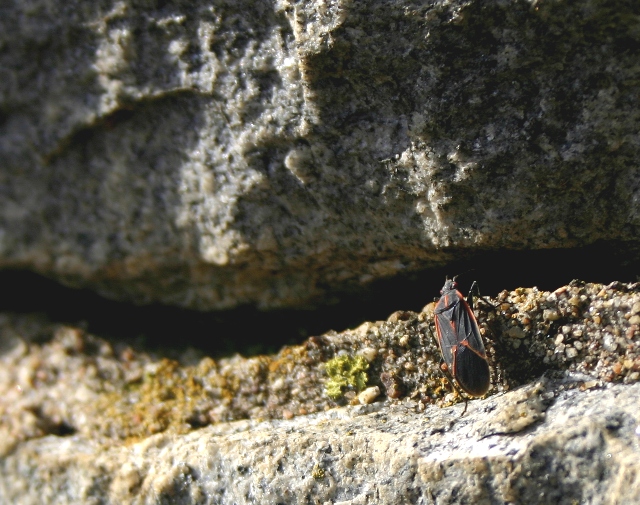 Day 15 Gratuitous Bug Shot