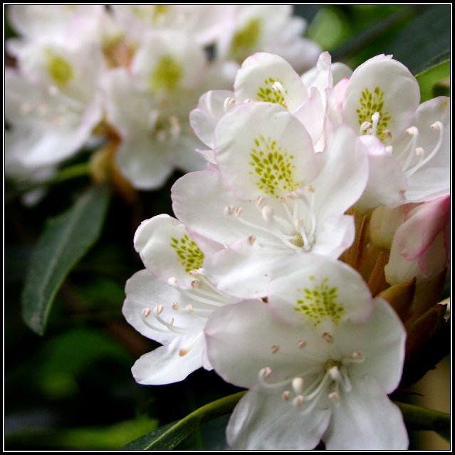 Mountain Laurel