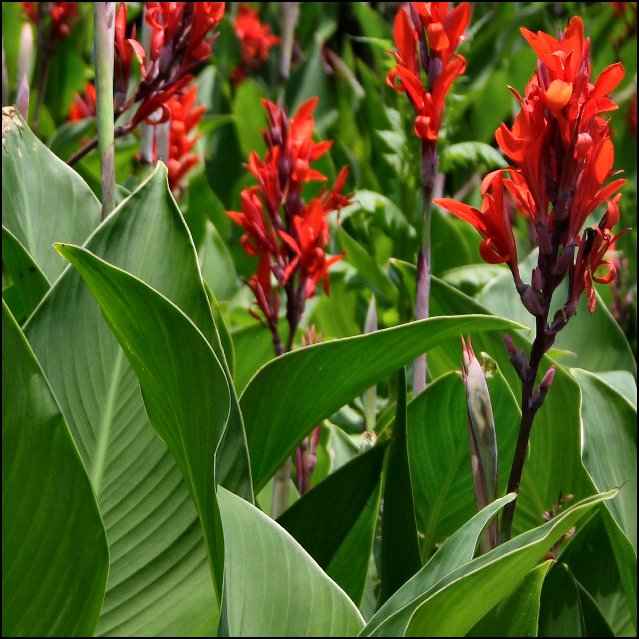 Flowers (Day 32)
