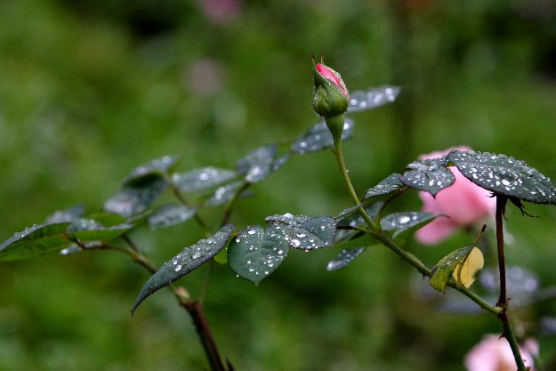 Finally, Some Rain (9)