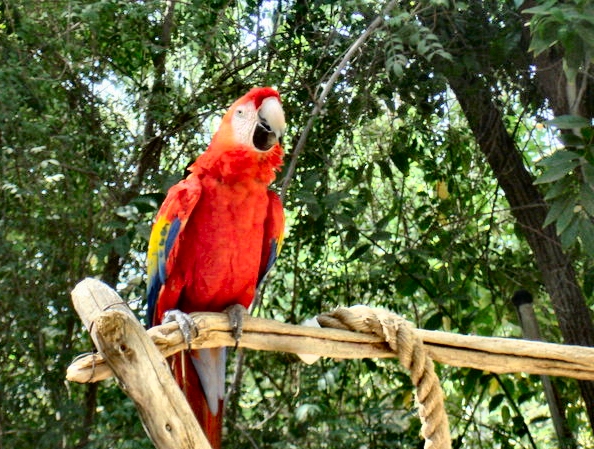 writeheart's parrot with less contrast