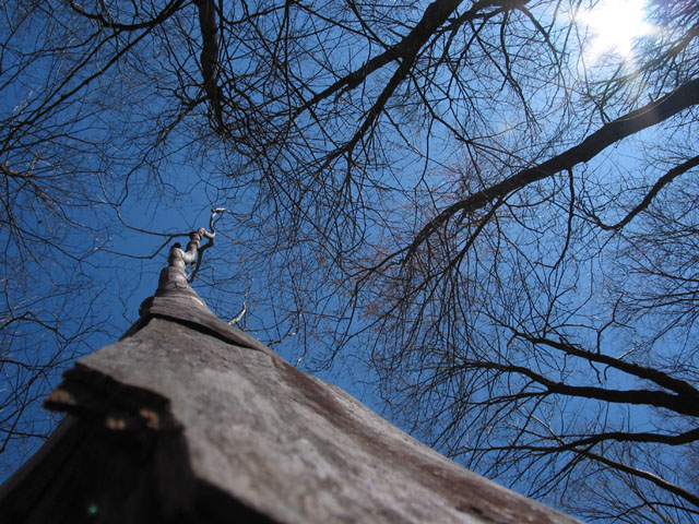 Reach For The Sky