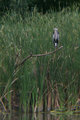 Heron from Kayak