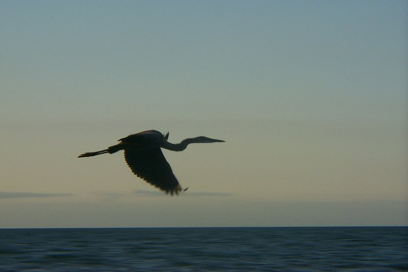 Prehistoric Blue Heron landing frame 2 of 6 (4x6)