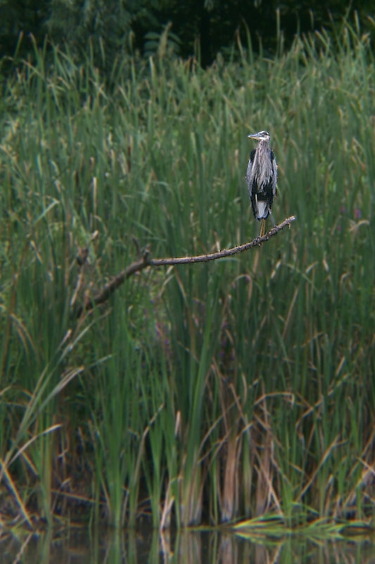 Heron from Kayak