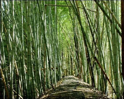 Bamboo Forest