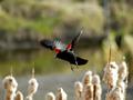 Take-Off