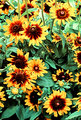 A Flock of Flowers
