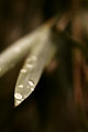 Water Drops