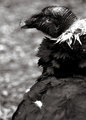 Day 13 - Skeksis