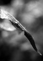 Day 19 - Insectile Flora