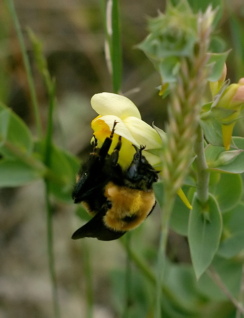 BumbleBee