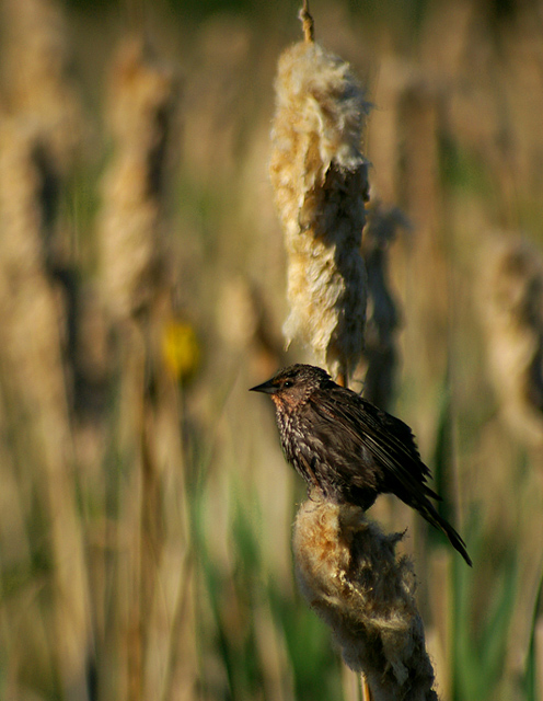 Birdoflage