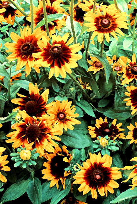 A Flock of Flowers