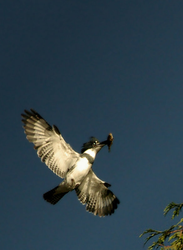 Returning with Dinner