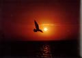 Sunbird