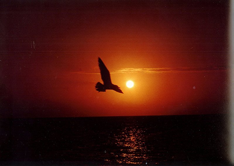 Sunbird