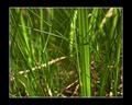 Grass