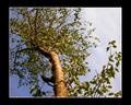 Birch at sunset