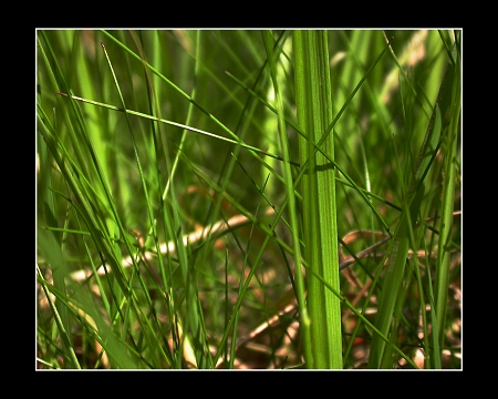 Grass