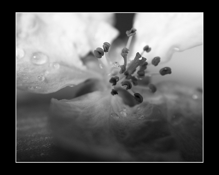 The core