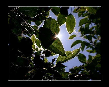 Shining through