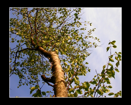 Birch at sunset