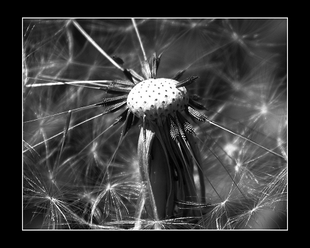 Dandelion