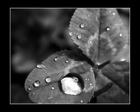 Round drop
