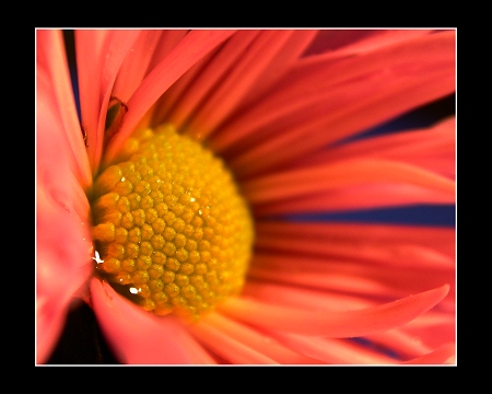 Chrystanthemum