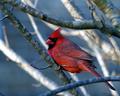 Cardinal.jpg