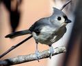 Titmouse9.jpg