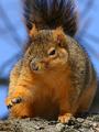 IMG_4228p.jpg