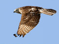 IMG_9276p.jpg