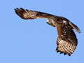 IMG_9142p.jpg