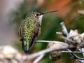 Hummer 2.jpg