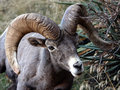 Big Horn 2.jpg