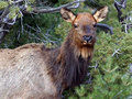 Elk.jpg