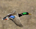 IMG_6291p.jpg