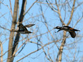 IMG_0391p.jpg