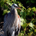 Great Blue Heron.jpg