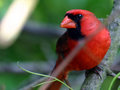 Cardinal.jpg