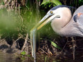 Heron and Snake.jpg