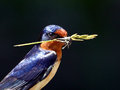 Purple Martin?.jpg