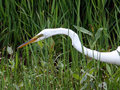 Common Egret.jpg
