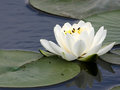 Lotus Blossom.jpg