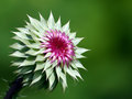 Nodding Thistle.jpg