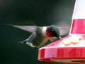 IMG_2576p.jpg